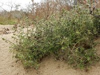 Salsola tragus 7, Zacht loogkruid, Saxifraga-Ed Stikvoort